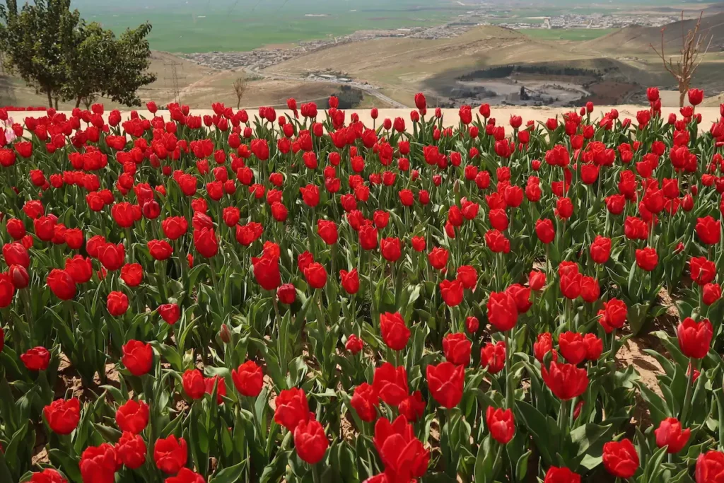 Mardin